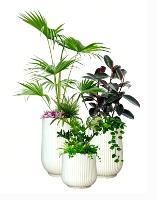 北仑植物摆放技巧-江北花木租摆服务价格-海曙绿植租摆网店-海曙花卉租摆折扣